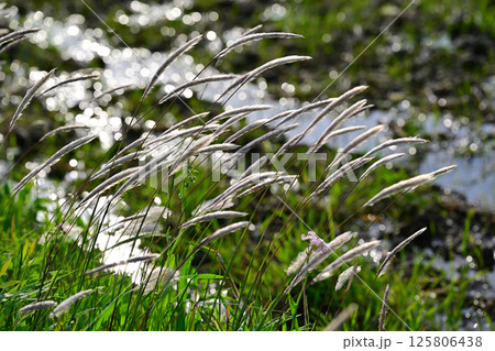 風になびく玉ボケのチガヤの白い穂　田植え時のあぜ道　　 125806438