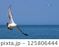 飛び交うカモメ 125806444