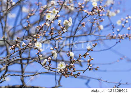 咲き始めの梅の花 鳥取県 樗谿公園 125806461