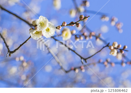 咲き始めの梅の花 鳥取県 樗谿公園 125806462
