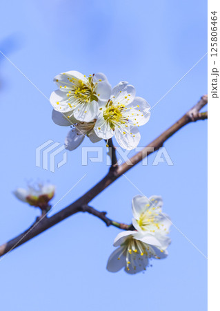 咲き始めの梅の花 鳥取県 樗谿公園 125806464