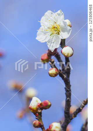 咲き始めの梅の花 鳥取県 樗谿公園 咲き始めの梅の花 鳥取県 樗谿公園 125806468