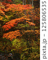 秋と紅葉と森 125806535