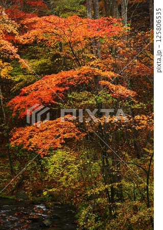 秋と紅葉と森 125806535