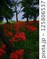 夏と緑と赤 125806537