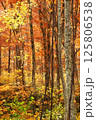 秋と紅葉とオレンジ 125806538