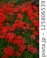 彼岸と彼岸花 125806539