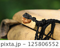 夏の脱け殻 125806552
