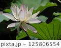 光と蓮と白い花 125806554