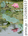夏と蓮と赤い花 125806557
