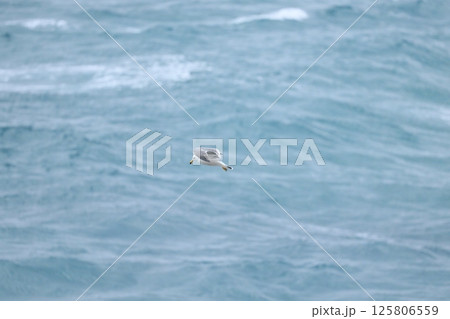 海にウミネコ 海にウミネコ 125806559