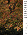 晩秋と紅葉 125806561