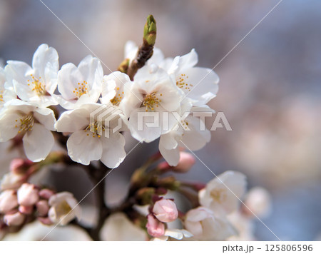 4月に美しく咲いた桜 4月に美しく咲いた桜 125806596