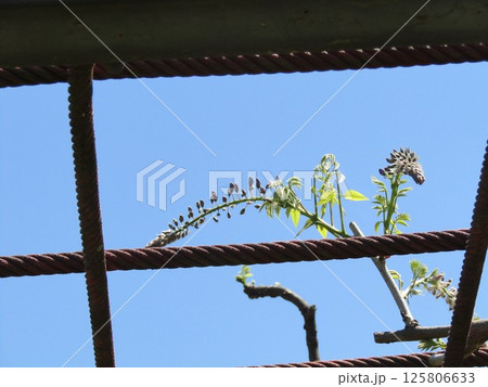 まだ蕾の藤棚の紫色のフジの花 まだ蕾の藤棚の紫色のフジの花 125806633