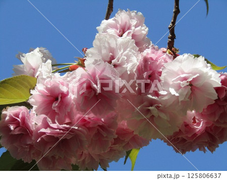 八重の桜は遅咲きのサクラ 125806637