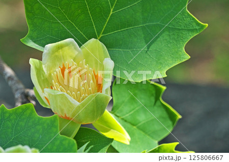 黄色とオレンジ色のユリノキの花(春、五月) 黄色とオレンジ色のユリノキの花(春、五月) 125806667