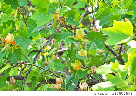 沢山咲いたユリノキの花(春、五月) 沢山咲いたユリノキの花(春、五月) 125806672