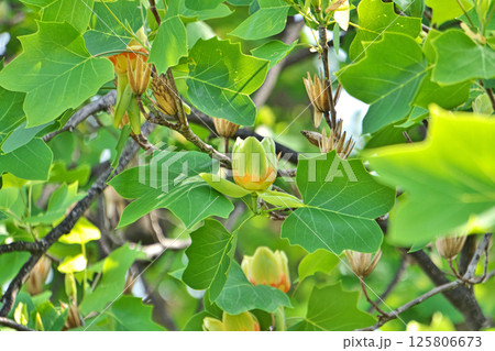 黄色とオレンジ色のユリノキの花(春、五月) 黄色とオレンジ色のユリノキの花(春、五月) 125806673