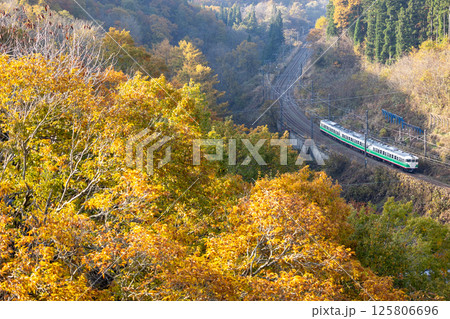 朝日に輝く紅葉の中を走る長野色115系 125806696