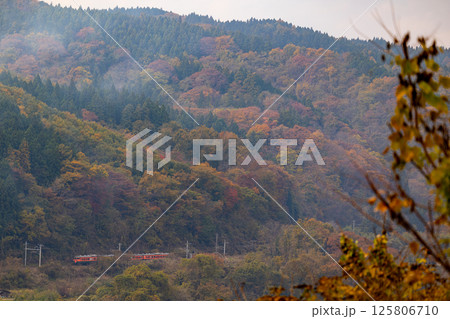 紅葉の中を走る湘南色115系 紅葉の中を走る湘南色115系 125806710