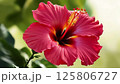 赤いハイビスカスの花 125806727