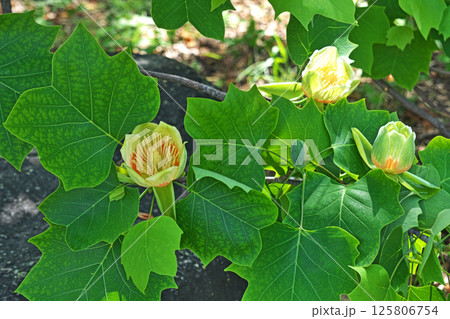 黄色とオレンジ色のユリノキの花(春、五月) 黄色とオレンジ色のユリノキの花(春、五月) 125806754