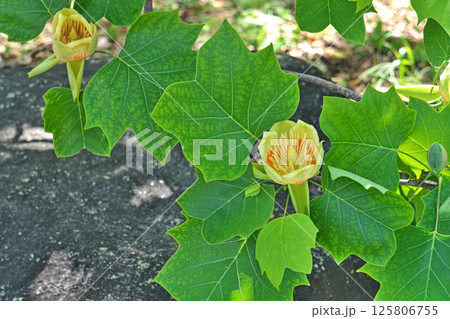 黄色とオレンジ色のユリノキの花(春、五月) 黄色とオレンジ色のユリノキの花(春、五月) 125806755