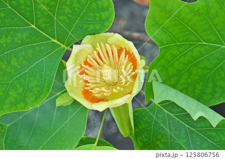 黄色とオレンジ色のユリノキの花(春、五月) 黄色とオレンジ色のユリノキの花(春、五月) 125806756