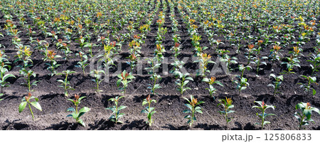 しきみ畑(しきび畑) 125806833