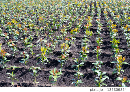 しきみ畑(しきび畑) 125806834