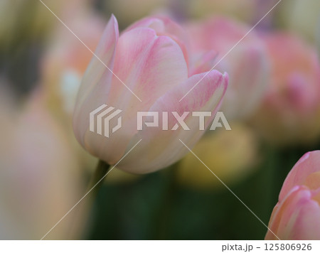 4月に咲いた美しいピンク色のチューリップ「アップスター」 125806926