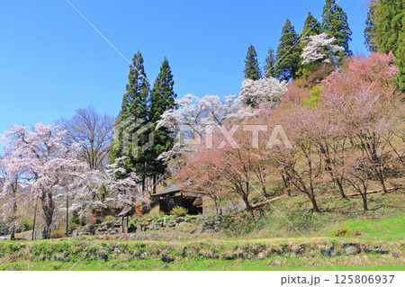 白馬村　桜咲く春の伝行山 125806937
