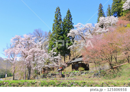 白馬村　桜咲く春の伝行山 125806938