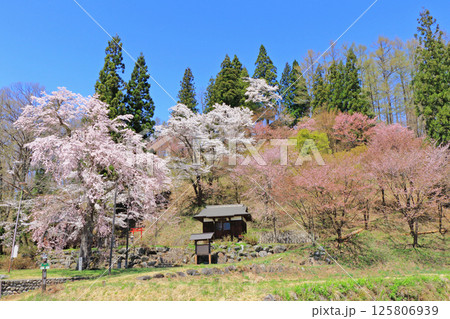 白馬村　桜咲く春の伝行山 125806939