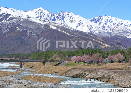 平川橋から望む春の白馬三山 125806940