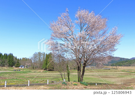 白馬山麓 雪どけの春 125806943