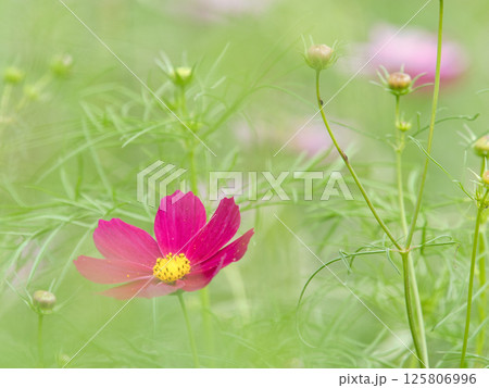 秋の花コスモスの赤い花 秋の花コスモスの赤い花 125806996