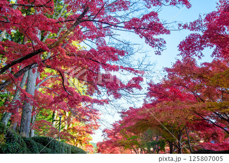 高野山 真っ赤な紅葉の蛇腹道 高野山 真っ赤な紅葉の蛇腹道 125807005
