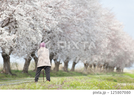 お花見 125807080