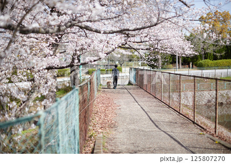 春の桜満開の公園で犬を連れて散歩する男性の後ろ姿 春の桜満開の公園で犬を連れて散歩する男性の後ろ姿 125807270