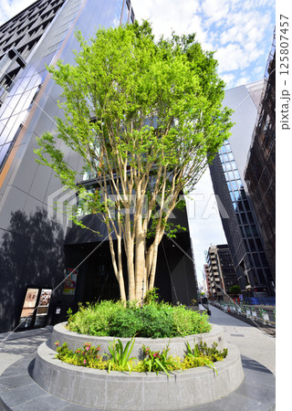 ワンビル角に植樹されたケヤキの樹　阿蘇から植樹されたケヤキ　福岡市中央区天神 125807457