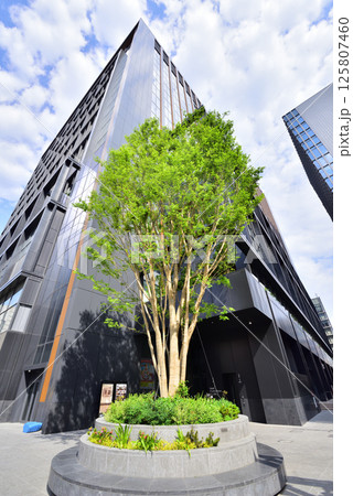 ワンビル角に植樹されたケヤキの樹 阿蘇から植樹されたケヤキ 福岡市中央区天神 ワンビル角に植樹されたケヤキの樹 阿蘇から植樹されたケヤキ 福岡市中央区天神 125807460