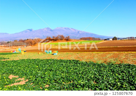 12月の浅間山　　　信州の山々　　　信州の自然　　　信州の風景 125807670