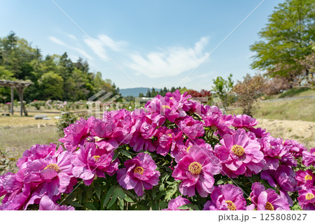 三重県いなべ市農業公園の初夏のぼたん園に咲く濃いピンクのぼたんの花 125808027