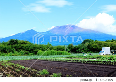 8月の浅間山と高原野菜畑　　　信州の山々　　　信州の自然　　　信州の風景 125808409