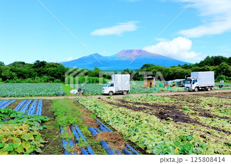 8月の浅間山と高原野菜畑　　　信州の山々　　　信州の自然　　　信州の風景 125808414