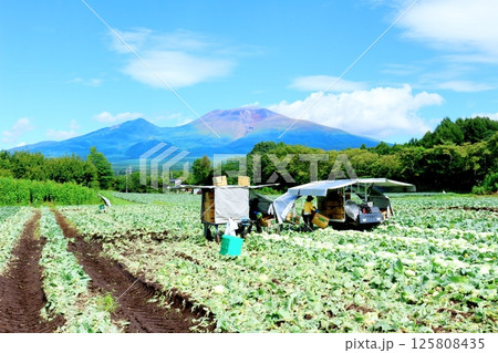 8月の浅間山と高原野菜畑 信州の山々 信州の自然 信州の風景 8月の浅間山と高原野菜畑 信州の山々 信州の自然 信州の風景 125808435