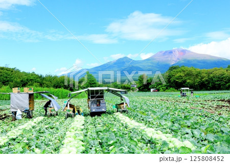 8月の浅間山と高原野菜畑   信州の山々   信州の自然   信州の風景 8月の浅間山と高原野菜畑   信州の山々   信州の自然   信州の風景 125808452