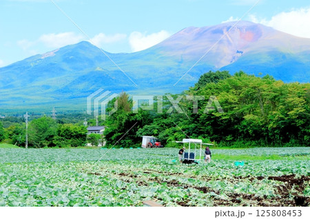 8月の浅間山と高原野菜畑 信州の山々 信州の自然 信州の風景 8月の浅間山と高原野菜畑 信州の山々 信州の自然 信州の風景 125808453