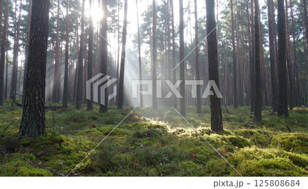 serene forest scene with sunbeams piercing through tall pine trees, creating tranquil atmosphere. early morning fog adds mystical touch to lush green moss covering ground 125808684